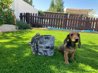 Teckel perros TECKEL KANICHEN CON PAPELES en Valencia - Anuncio 7