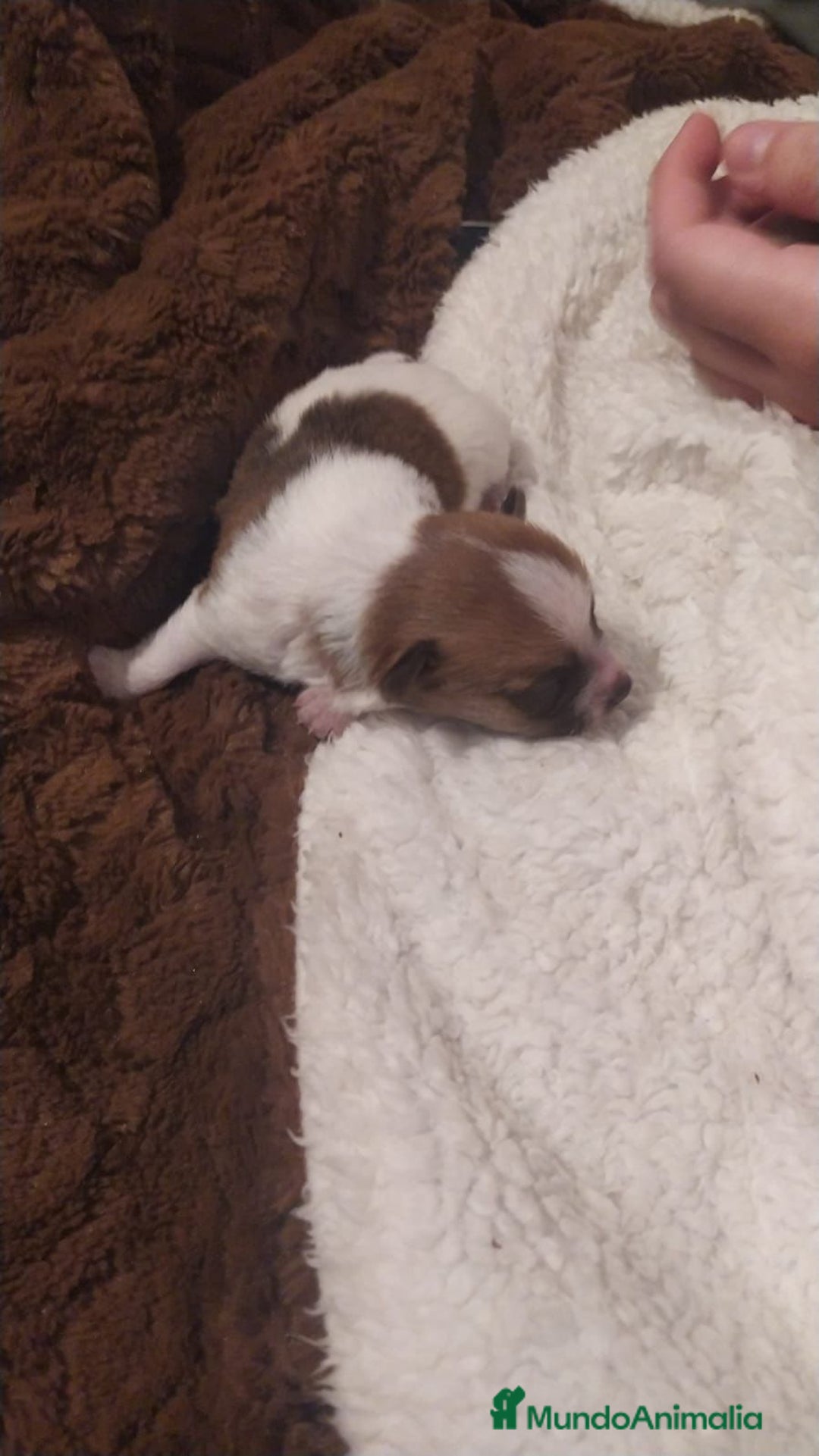 Chihuahua perros en venta: Chihuahua toy - Anuncio 7