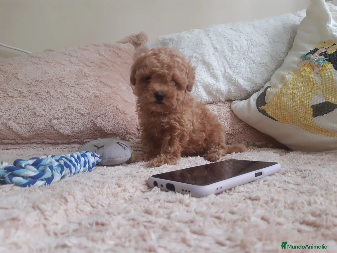 Caniche Toy perros en venta: PRECIOSOS CANICHE  ROJO LINEA TOY - Anuncio 1