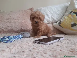 Caniche Toy perros PRECIOSOS CANICHE ROJO LINEA TOY - Anuncio 1