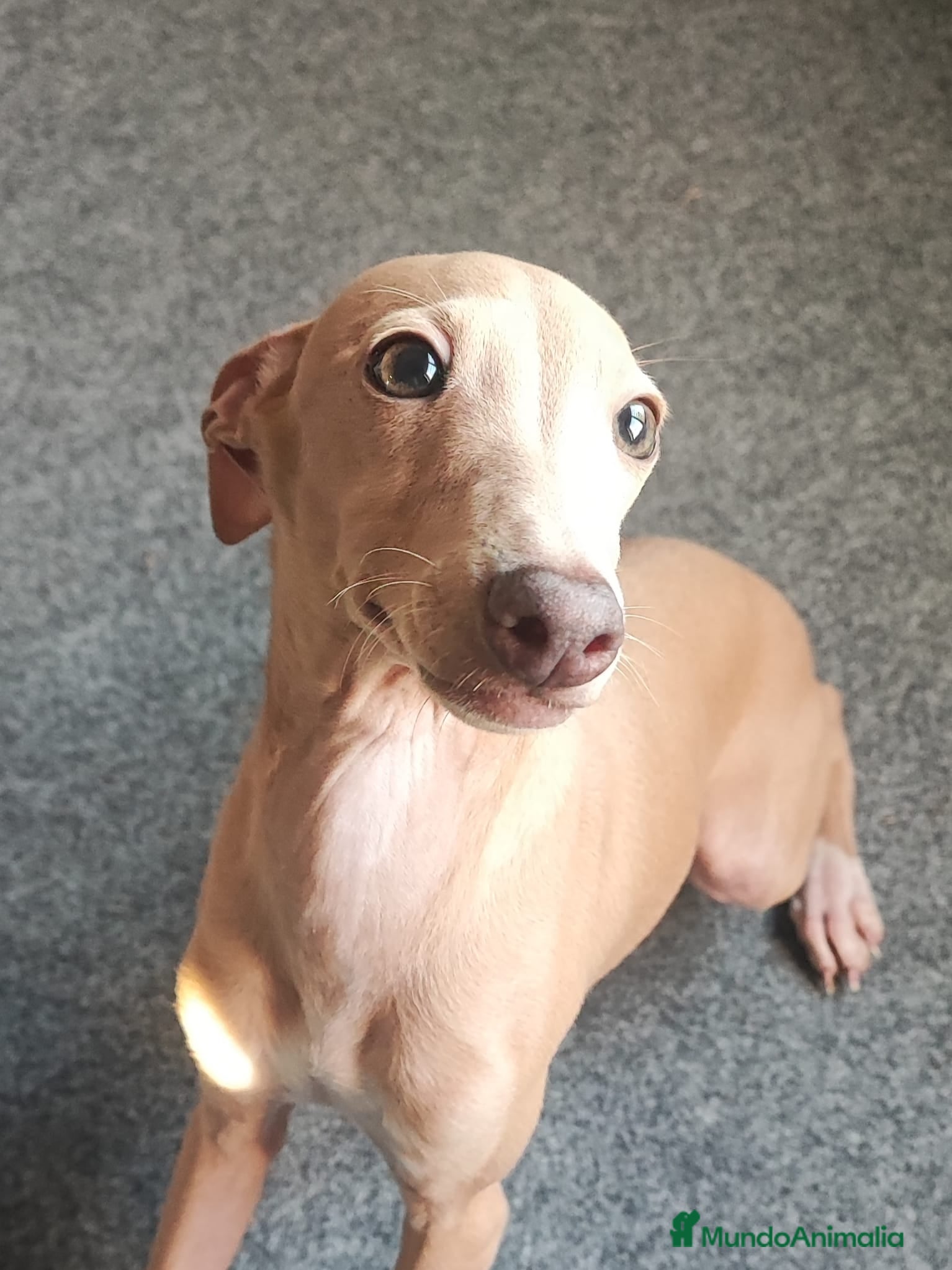 Pequeño Lebrel Italiano perros GALGO ITALIANO macho - Anuncio 2