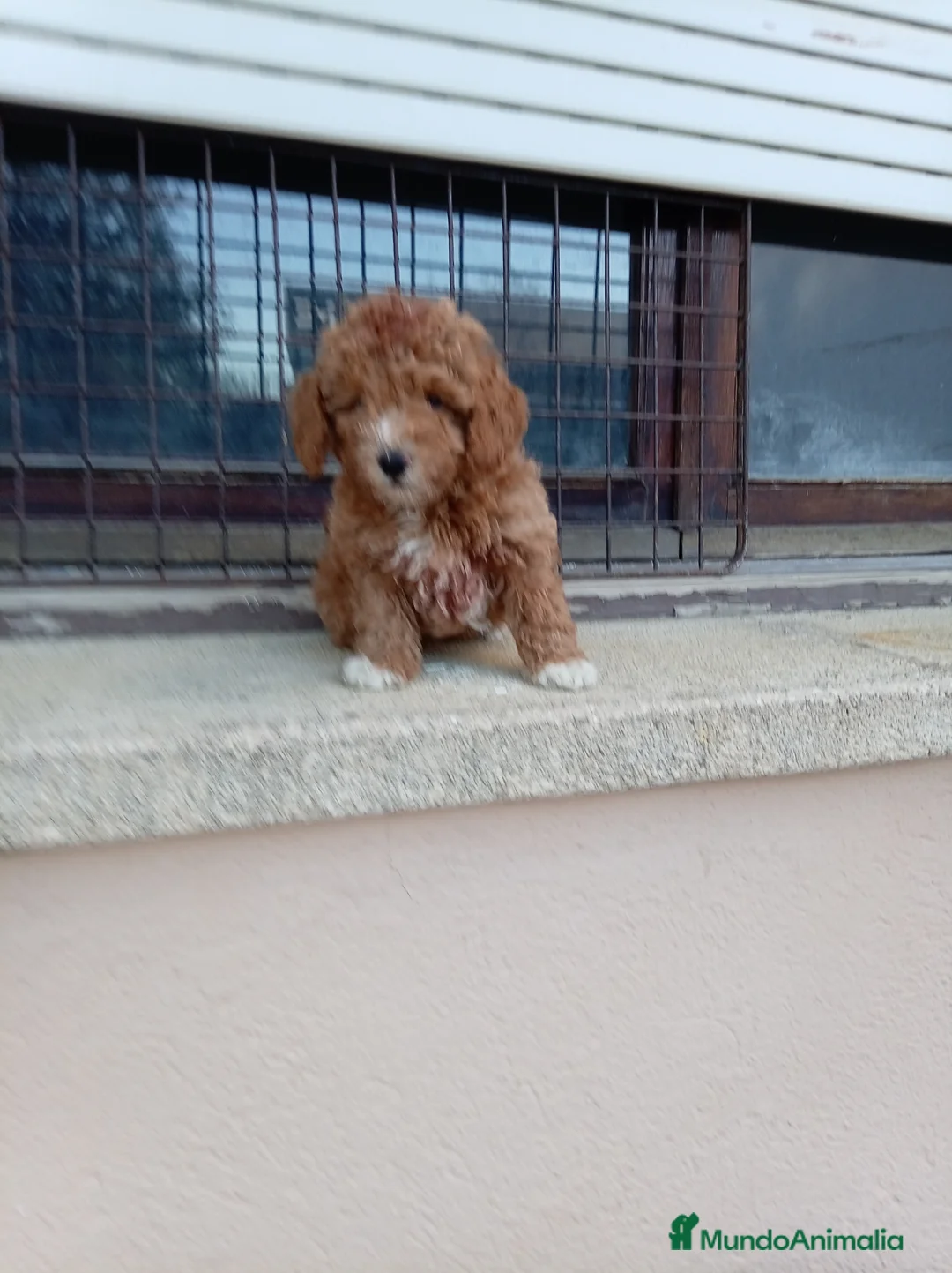Maltipoo perros en venta: Maltipoo - Anuncio 2
