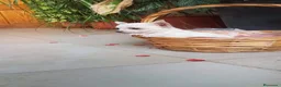 Chihuahua perros en venta: CHIHUAHUA HEMBRA TOY EXCLUSIVA  - Anuncio 3
