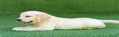 Golden Retriever 4