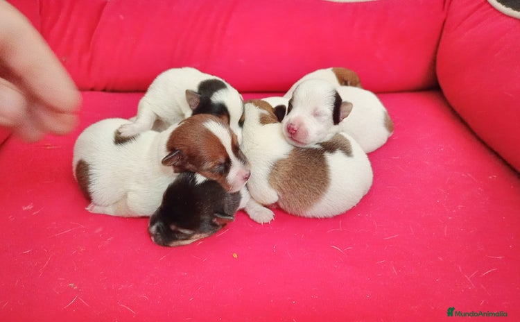 Jack Russell Terrier perros - Anuncio 4