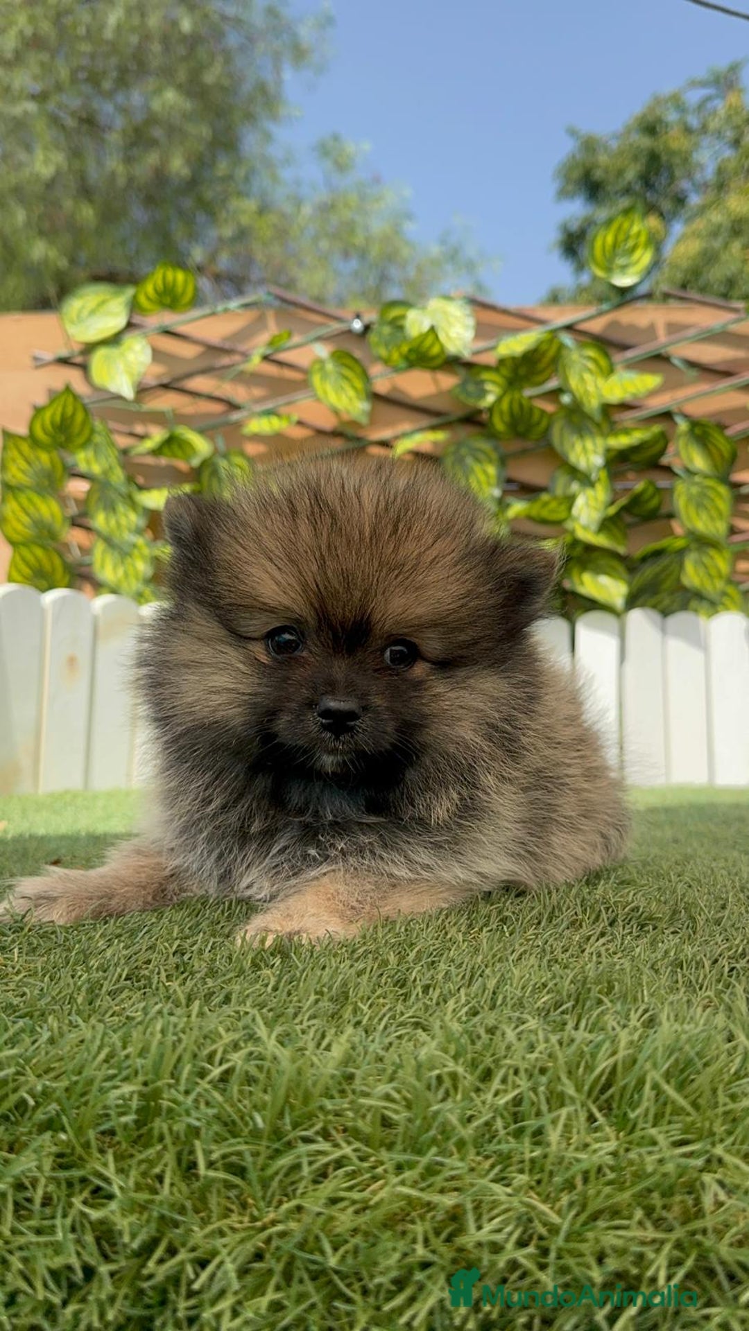 Pomerania perros en venta: POMERANIA MACHO - Imagen 12