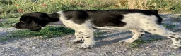 Épagneul Breton perros en venta: Epagneul bretón  - Anuncio 4