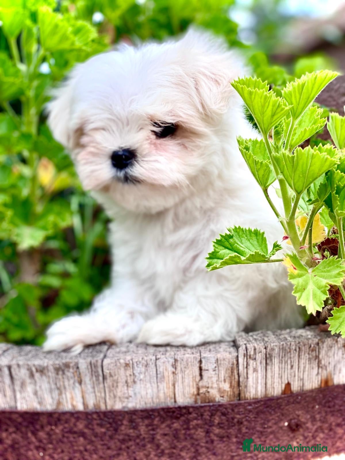 Bichón Maltés perros CACHORROS BICHON MALTÉS - Anuncio 2