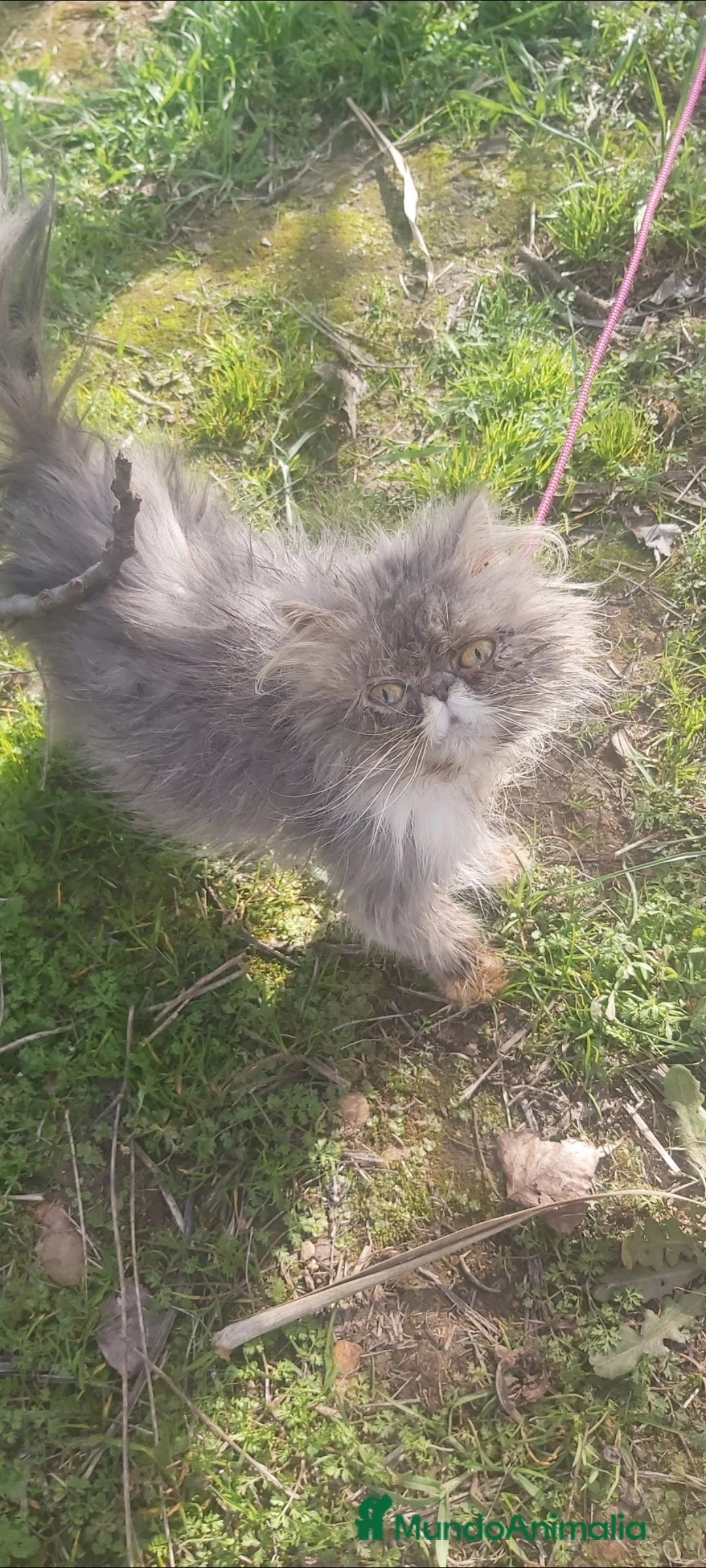 Persa gatos en venta: Gatita persa - Anuncio 4