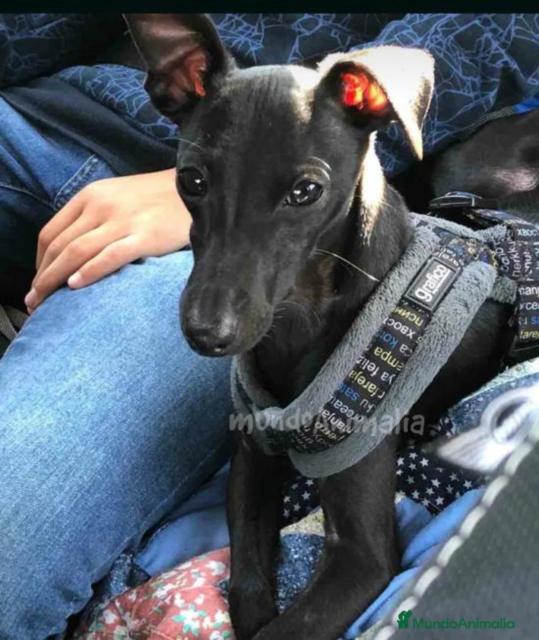 Imagen de galería {{count}}