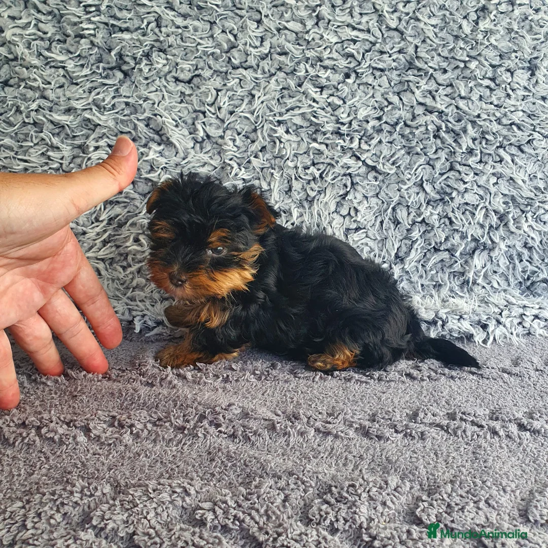 Yorkshire Terrier perros en venta: Yorkshire toy - Anuncio 2