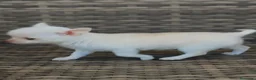 Chihuahua perros en venta: Chihuahua Toy miniatura hembra Blanca crema - Anuncio 7