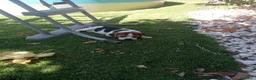 Beagle perros en venta: Beagles tricolor y bicolor - Anuncio 2