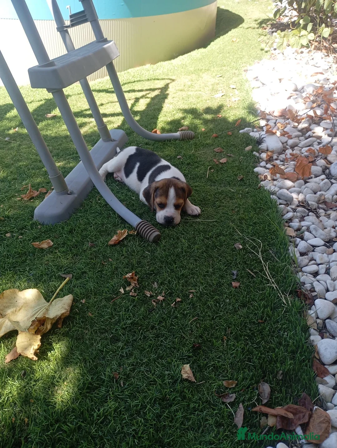 Beagle perros en venta: Beagles tricolor y bicolor - Anuncio 2