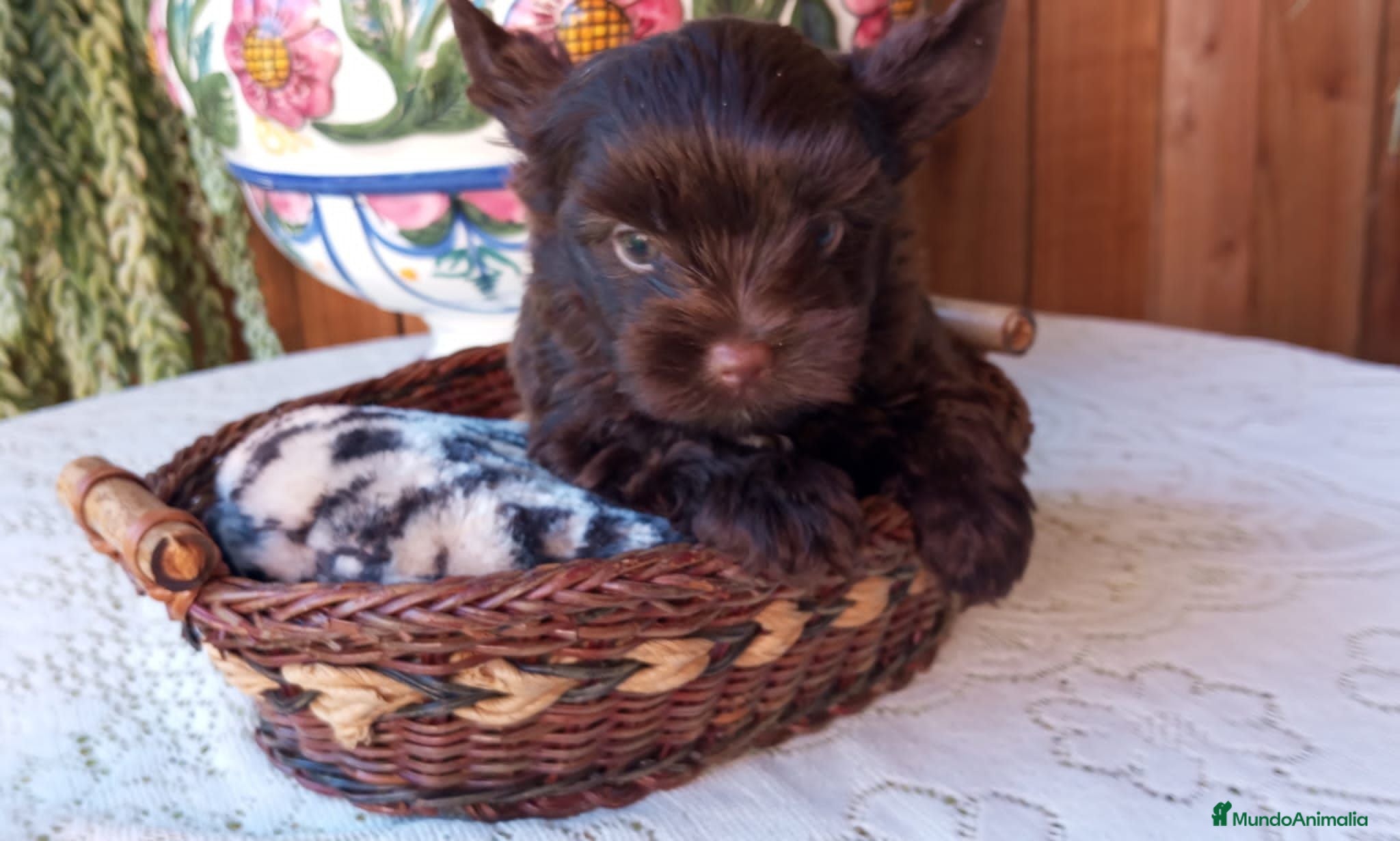 Yorkshire Terrier perros Yorkshire biewer  - Anuncio 27