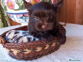 Yorkshire Terrier perros Yorkshire biewer - Anuncio 1