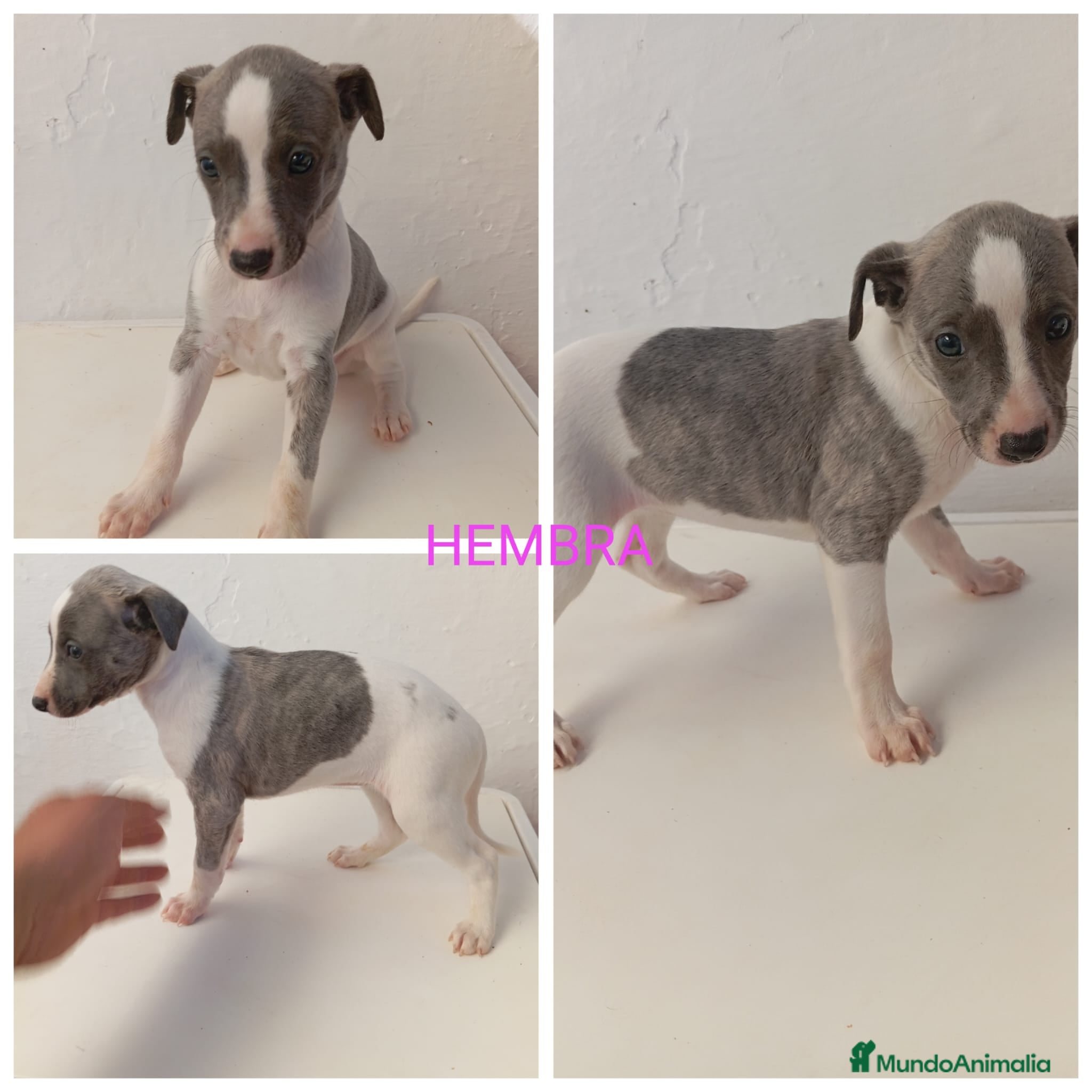 Whippet perros Whippet macho y hembra en Córdoba en Madrid - Anuncio 1
