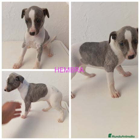Whippet perros en Madrid - Anuncio 2