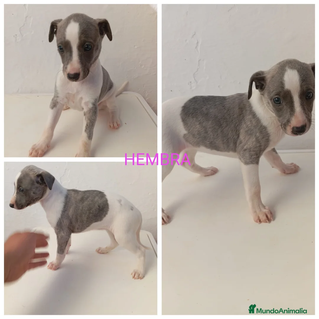 Whippet perros en venta: Whippet macho y hembra en Córdoba en Madrid - Anuncio 1