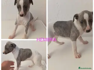 Whippet perros Whippet macho y hembra en Córdoba en Madrid - Anuncio 1