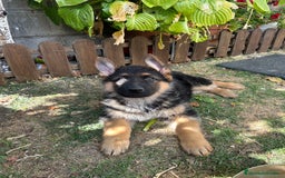 Pastor Alemán perros en venta: Cachorro de pastor alemán  - Imagen 2