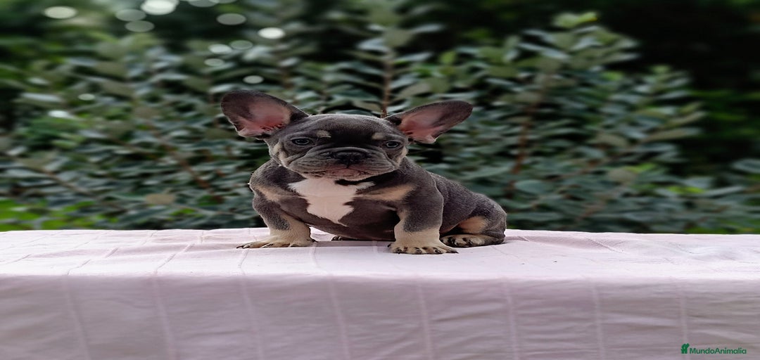 Imagen de galería {{count}}