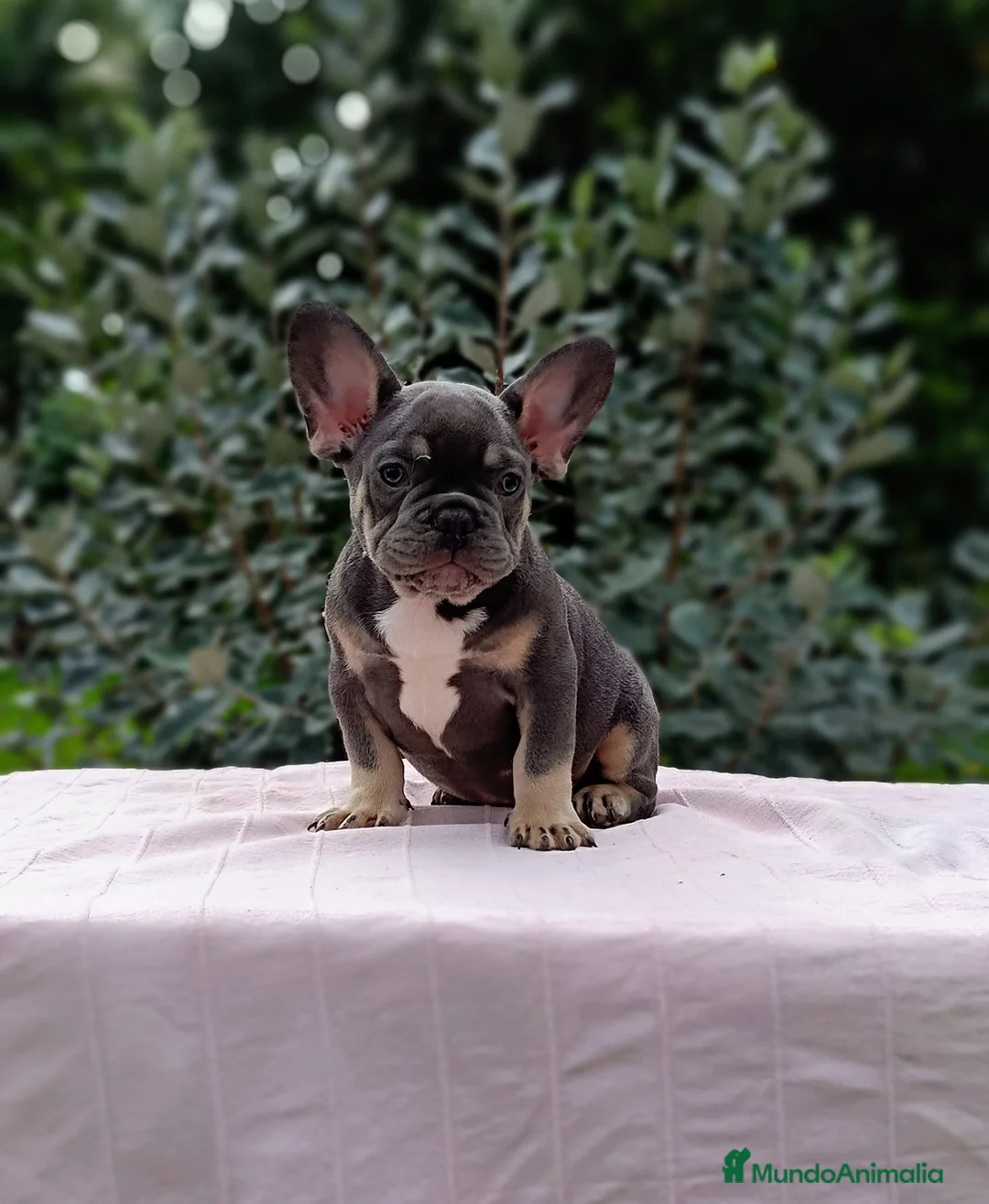 Imagen de galería {{count}}