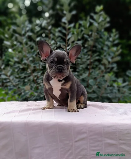 Imagen de galería {{count}}