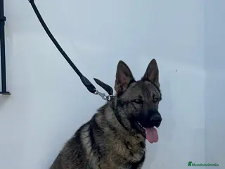 Pastor Alemán perros PASTOR ALEMAN ADIESTRADO EN DEFENSA PERSONAL - Anuncio 2