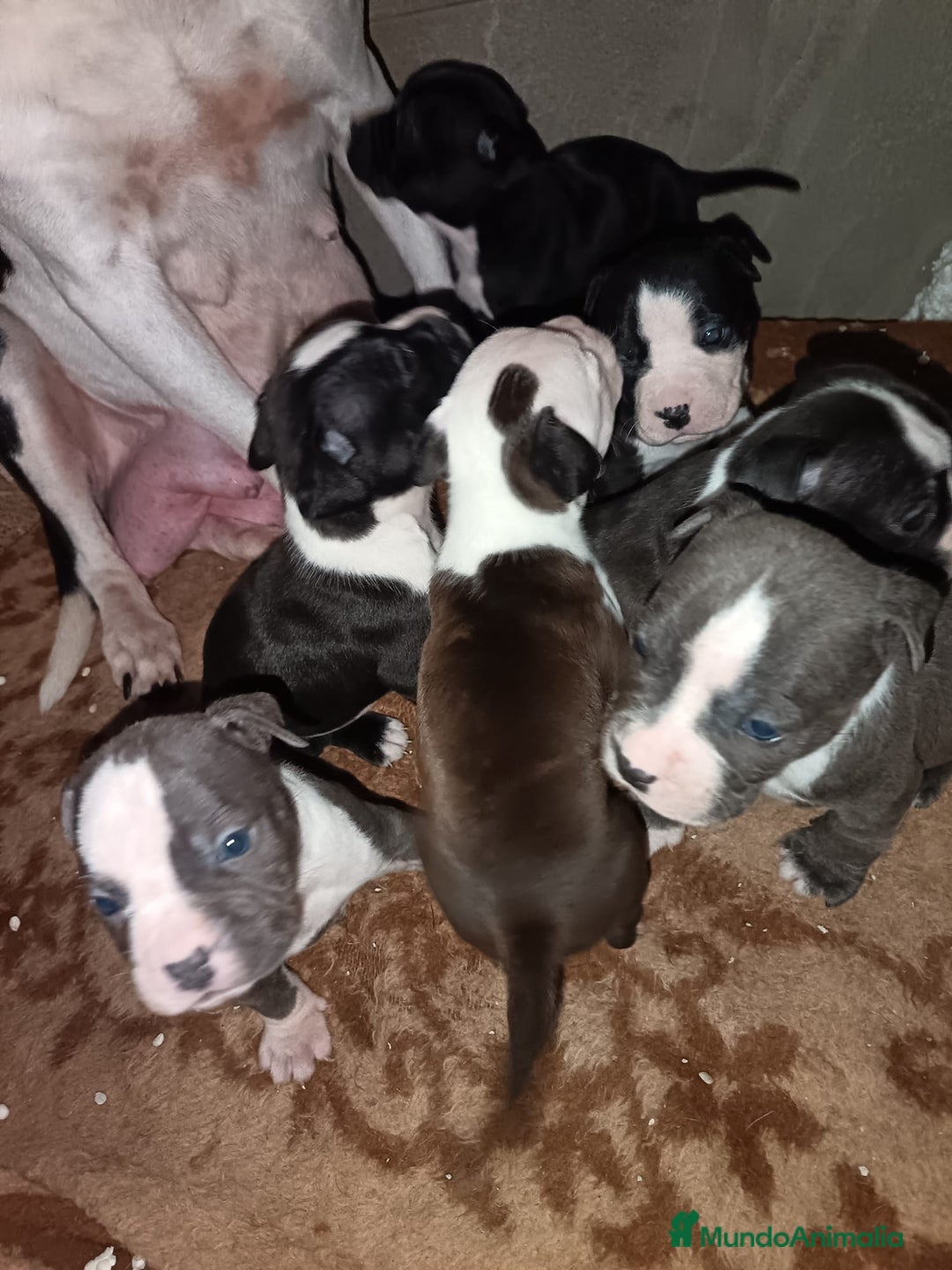 American Staffordshire-Terrier perros en venta: American estanford  - Anuncio 8