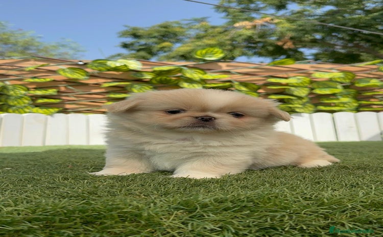 Pekinés perros - Anuncio 6
