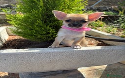Chihuahua perros en venta: Chihuahua hembra disponible !!! - Imagen 7