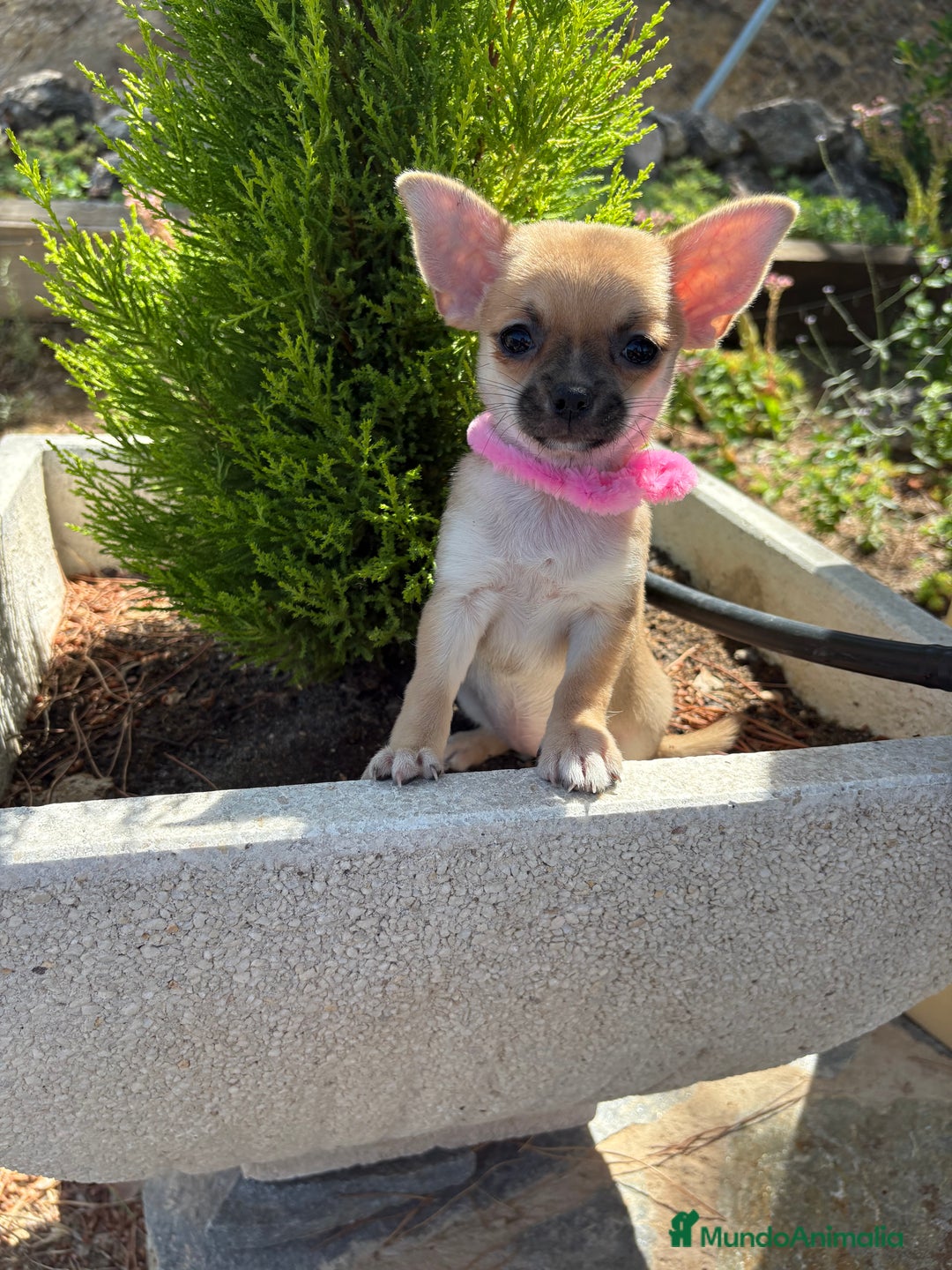 Chihuahua perros en venta: Chihuahua hembra disponible !!! - Imagen 7