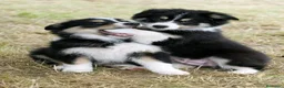Border Collie perros en venta: BORDER COLLIE DE CALIDAD DESDE 350 € !!! - Anuncio 1