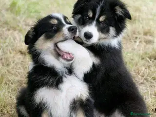 Border Collie perros BORDER COLLIE DE CALIDAD DESDE 350 € !!! - Anuncio 1