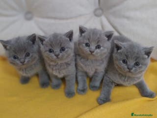 Británico de Pelo Corto Azul gatos British Shorthair - Anuncio 3