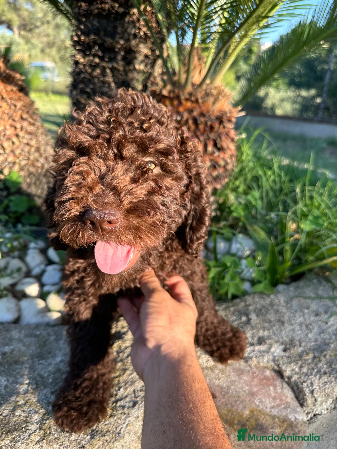 Perro de Agua Español perros en venta: perro de aguas cachorros  - Anuncio 2
