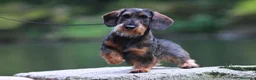 Teckel Miniatura perros en venta: Exclusiva Camada Teckel Miniatura de pelo duro  - Anuncio 6