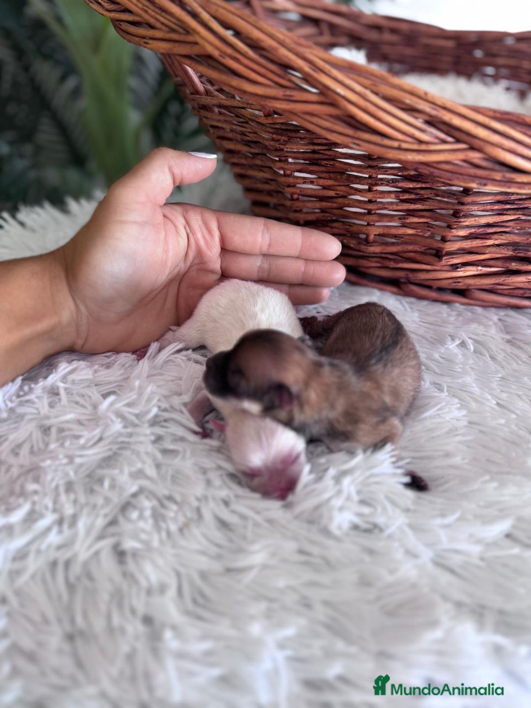 Pomerania perros en venta: POMERANIA HEMBRAS - Imagen 6