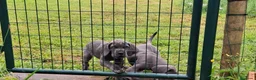 Dogo Alemán perros en venta: Cachorros azules Gran Danés - Anuncio 1