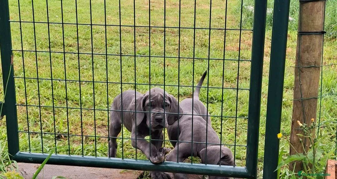 Dogo Alemán perros en venta: Cachorros azules Gran Danés - Anuncio 1