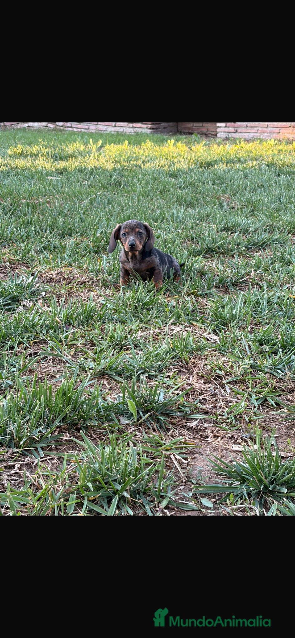 Teckel perros Teckel mini merle - Anuncio 1