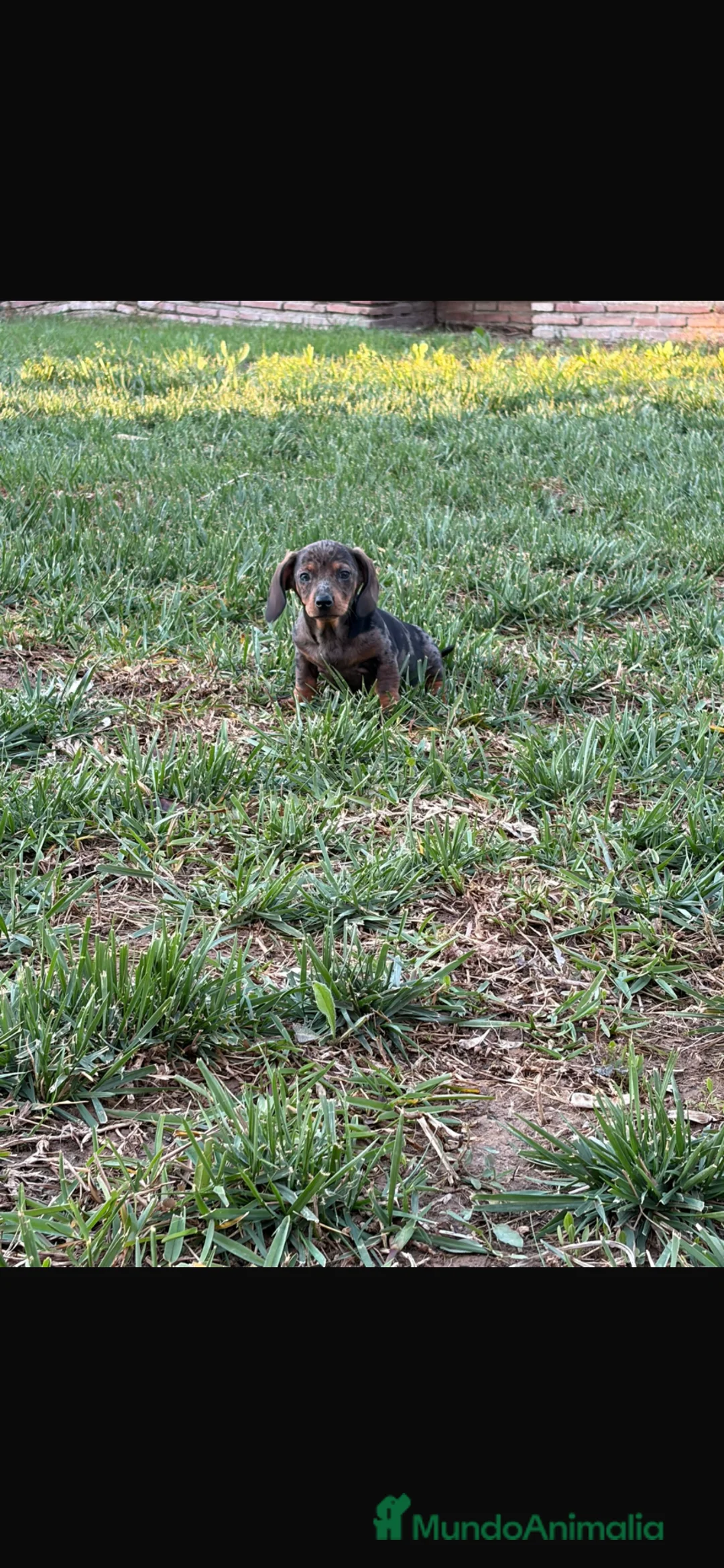 Teckel perros en venta: Teckel mini merle - Anuncio 1