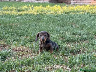 Teckel perros Teckel mini merle - Anuncio 9