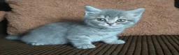 Scottish Straight gatos en venta: Gatcot.com - Anuncio 4