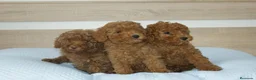 Caniche Toy perros en venta: CACHORROS DE CANICHE TOY ROJO - Anuncio 3