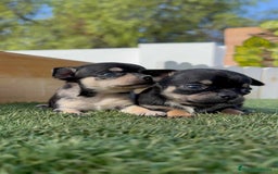 Chihuahua perros en venta: CHIHUAHUA-OJOS AZULES - Imagen 14
