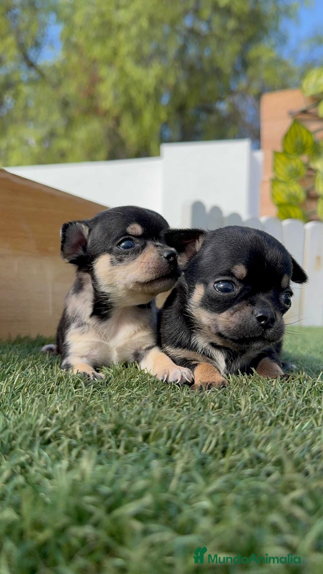 Chihuahua perros en venta: CHIHUAHUA-OJOS AZULES - Imagen 14