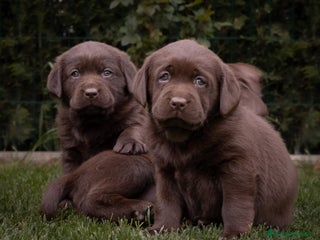 Labrador Retriever perros - Anuncio 12