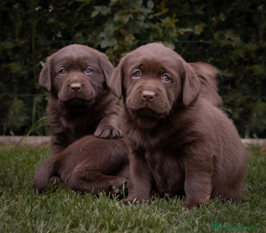 Labrador Retriever perros - Anuncio 1
